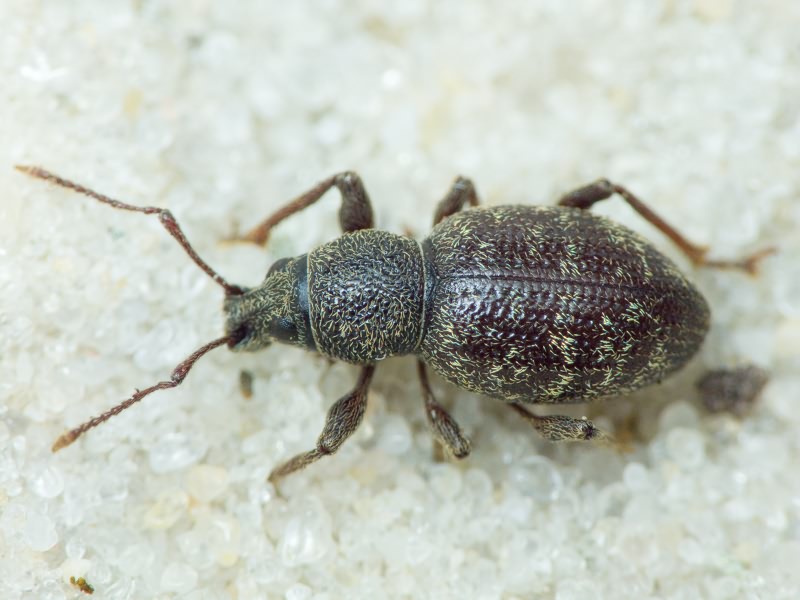 Curculionidae Latreille, 1802